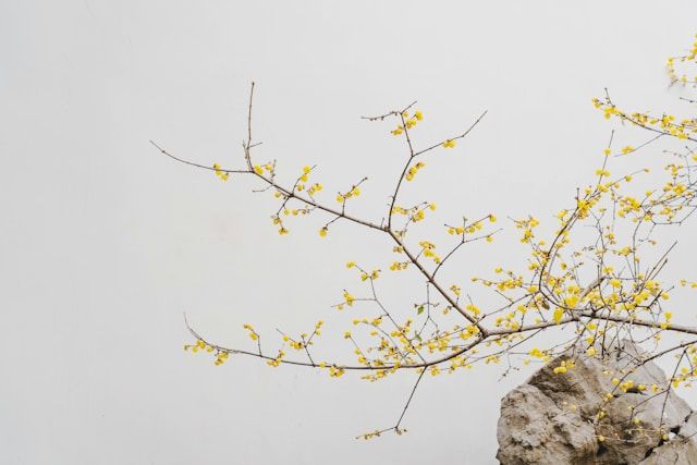 A Branch with Flowers