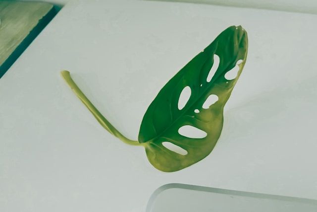 Green Plant on a Desk