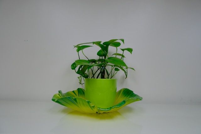 Green Plant on a Desk
